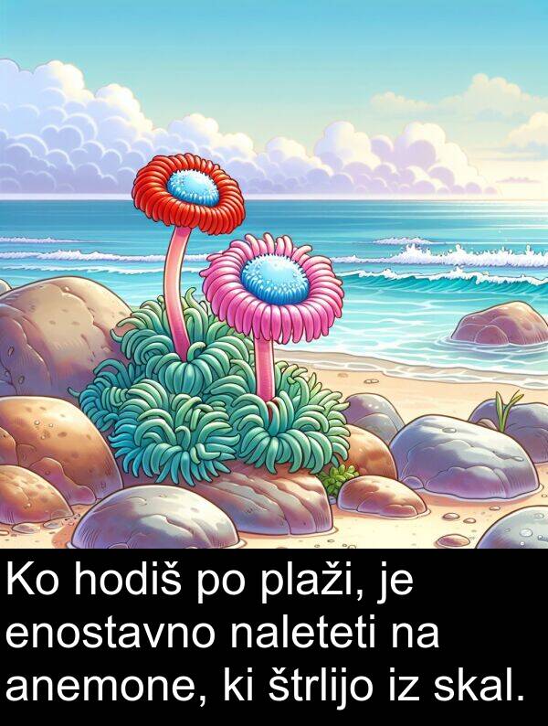 hodiš: Ko hodiš po plaži, je enostavno naleteti na anemone, ki štrlijo iz skal.