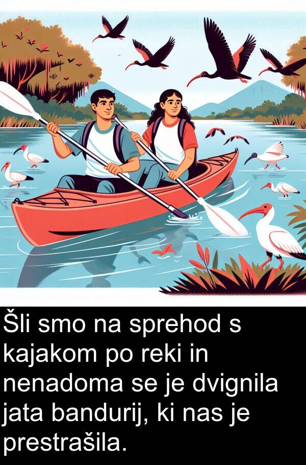 jata: Šli smo na sprehod s kajakom po reki in nenadoma se je dvignila jata bandurij, ki nas je prestrašila.