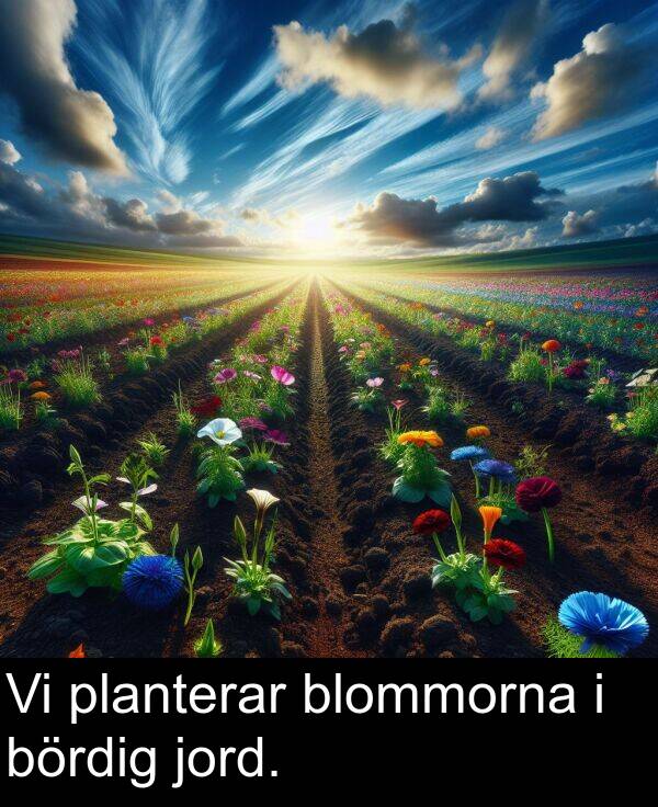 jord: Vi planterar blommorna i bördig jord.