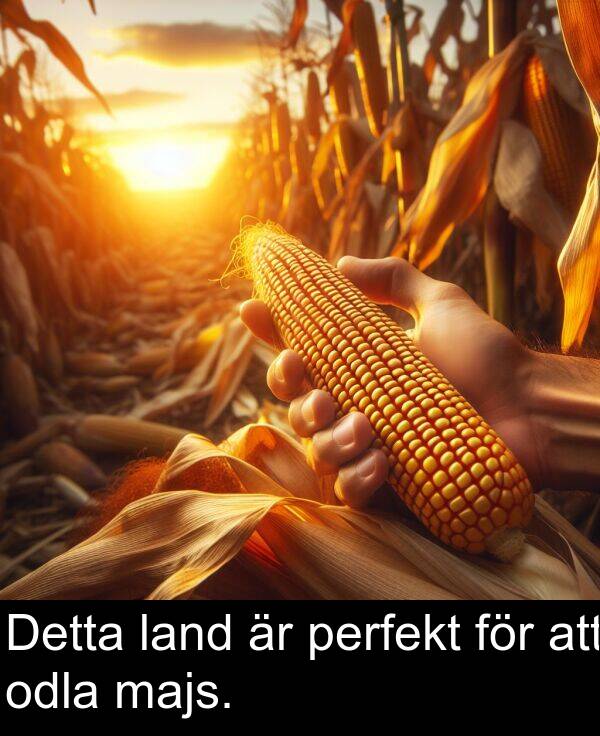 land: Detta land är perfekt för att odla majs.