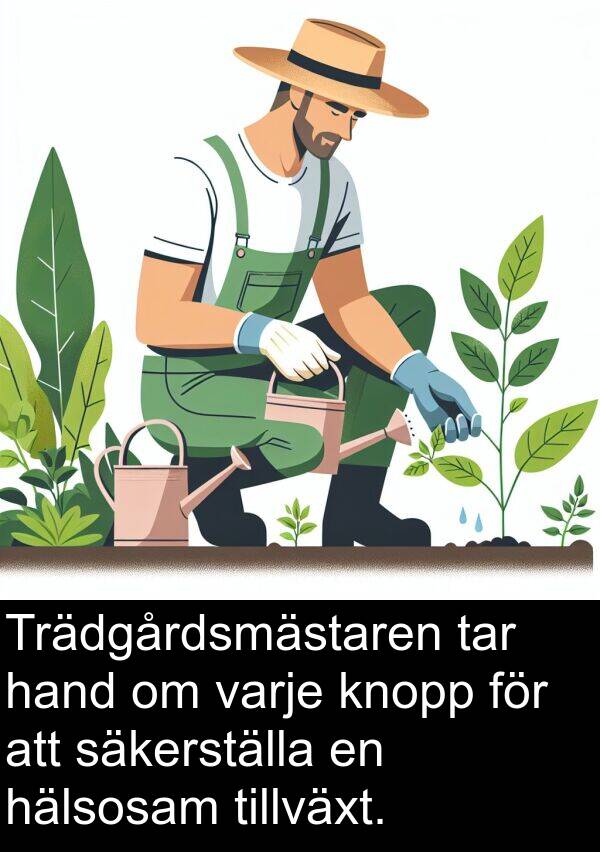 säkerställa: Trädgårdsmästaren tar hand om varje knopp för att säkerställa en hälsosam tillväxt.