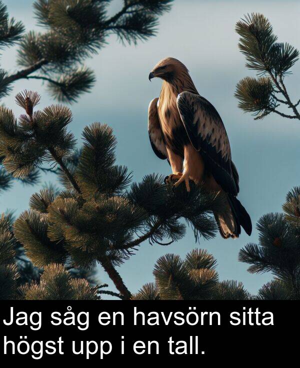 såg: Jag såg en havsörn sitta högst upp i en tall.