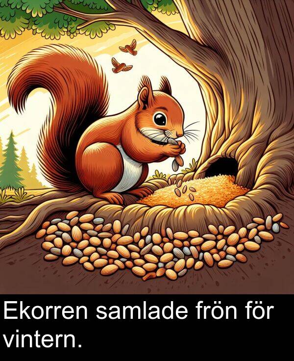 samlade: Ekorren samlade frön för vintern.