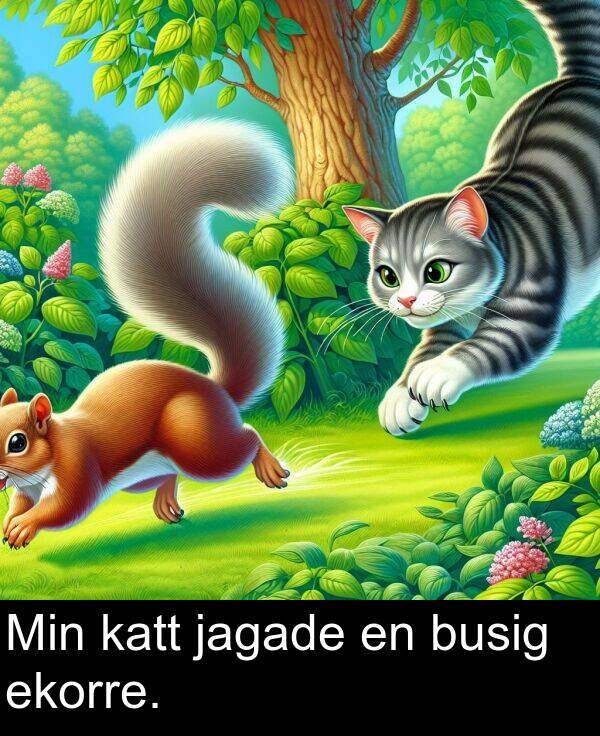 ekorre: Min katt jagade en busig ekorre.