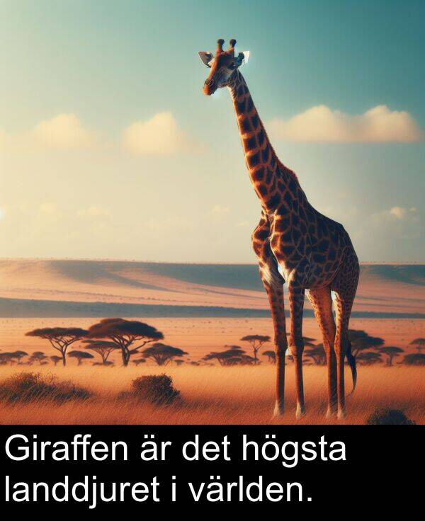 landdjuret: Giraffen är det högsta landdjuret i världen.