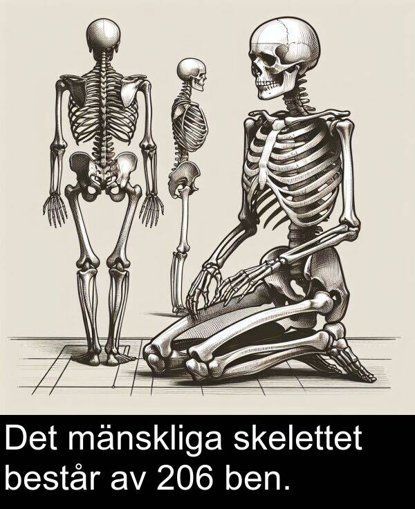 skelettet: Det mänskliga skelettet består av 206 ben.