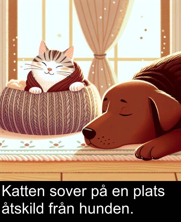 åtskild: Katten sover på en plats åtskild från hunden.