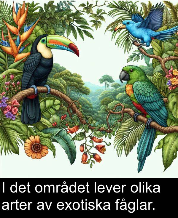 fåglar: I det området lever olika arter av exotiska fåglar.