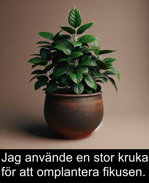 stor: Jag använde en stor kruka för att omplantera fikusen.