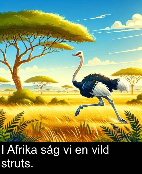 såg: I Afrika såg vi en vild struts.