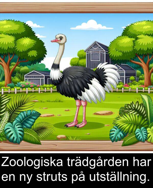 utställning: Zoologiska trädgården har en ny struts på utställning.