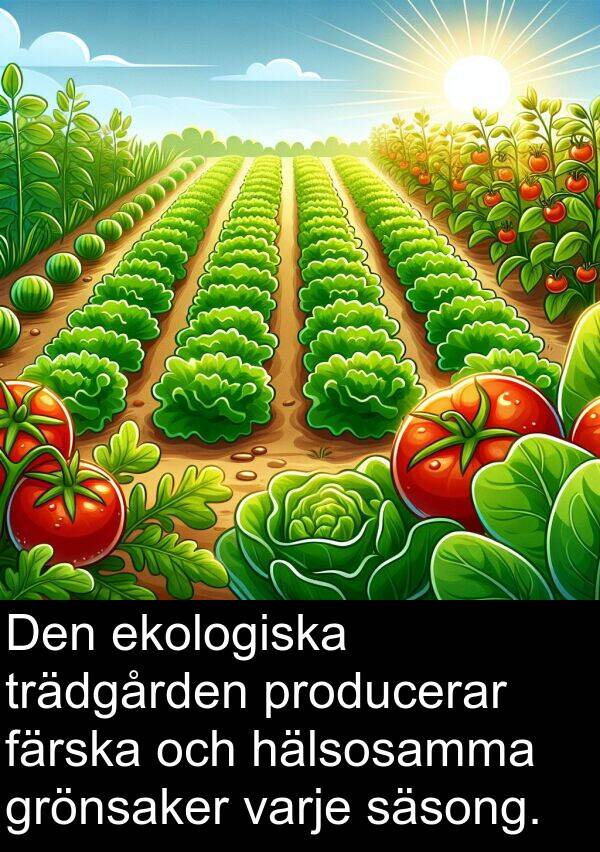 hälsosamma: Den ekologiska trädgården producerar färska och hälsosamma grönsaker varje säsong.