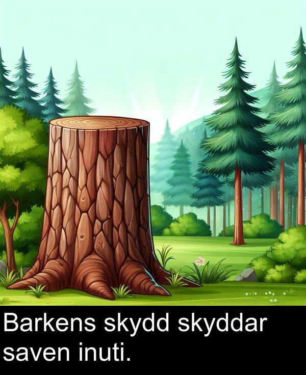 saven: Barkens skydd skyddar saven inuti.