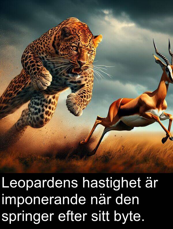 imponerande: Leopardens hastighet är imponerande när den springer efter sitt byte.