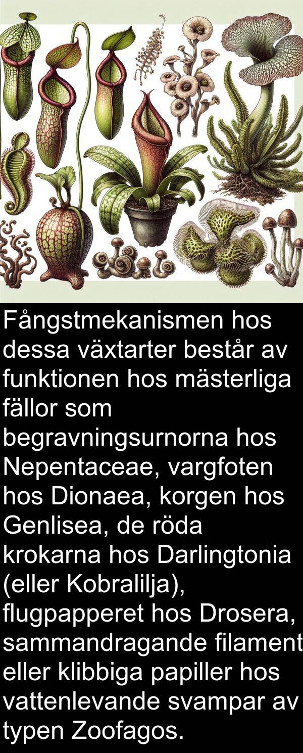 papiller: Fångstmekanismen hos dessa växtarter består av funktionen hos mästerliga fällor som begravningsurnorna hos Nepentaceae, vargfoten hos Dionaea, korgen hos Genlisea, de röda krokarna hos Darlingtonia (eller Kobralilja), flugpapperet hos Drosera, sammandragande filament eller klibbiga papiller hos vattenlevande svampar av typen Zoofagos.