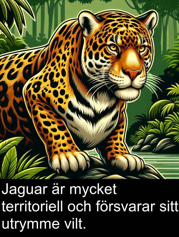 sitt: Jaguar är mycket territoriell och försvarar sitt utrymme vilt.