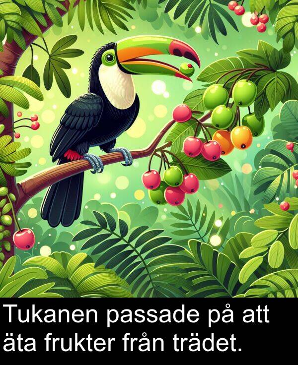 äta: Tukanen passade på att äta frukter från trädet.