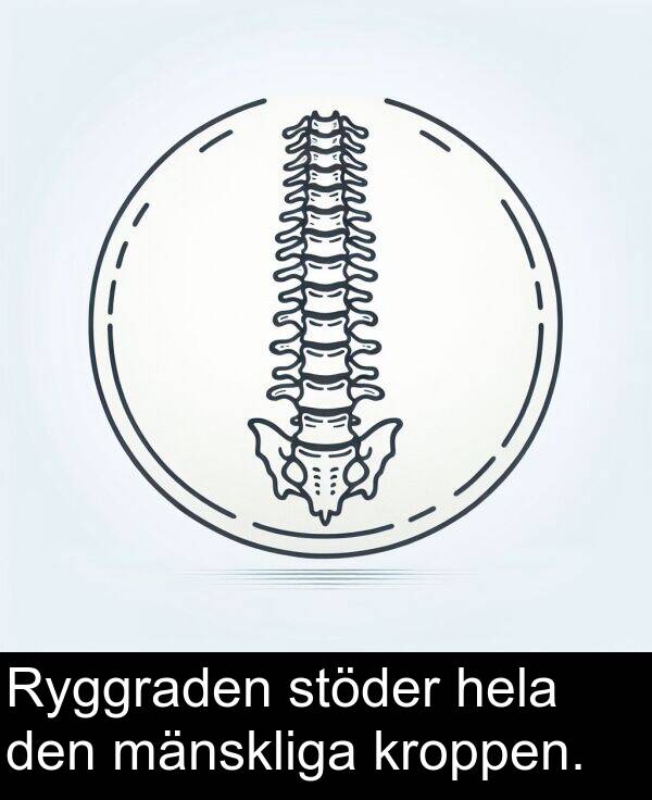 kroppen: Ryggraden stöder hela den mänskliga kroppen.