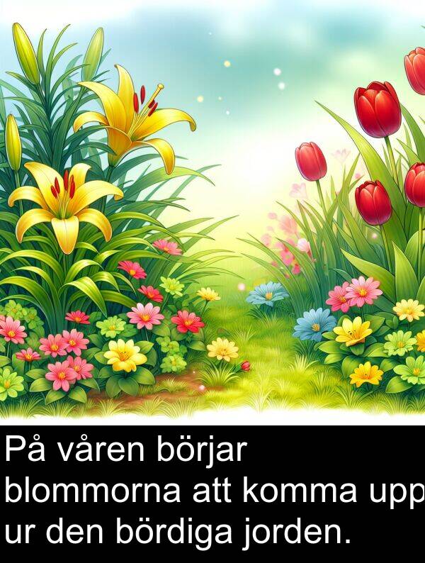 jorden: På våren börjar blommorna att komma upp ur den bördiga jorden.