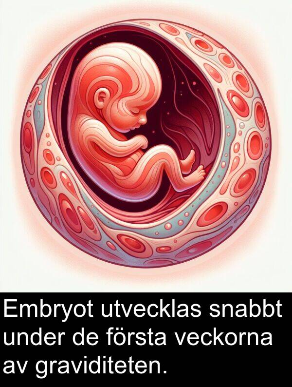 utvecklas: Embryot utvecklas snabbt under de första veckorna av graviditeten.