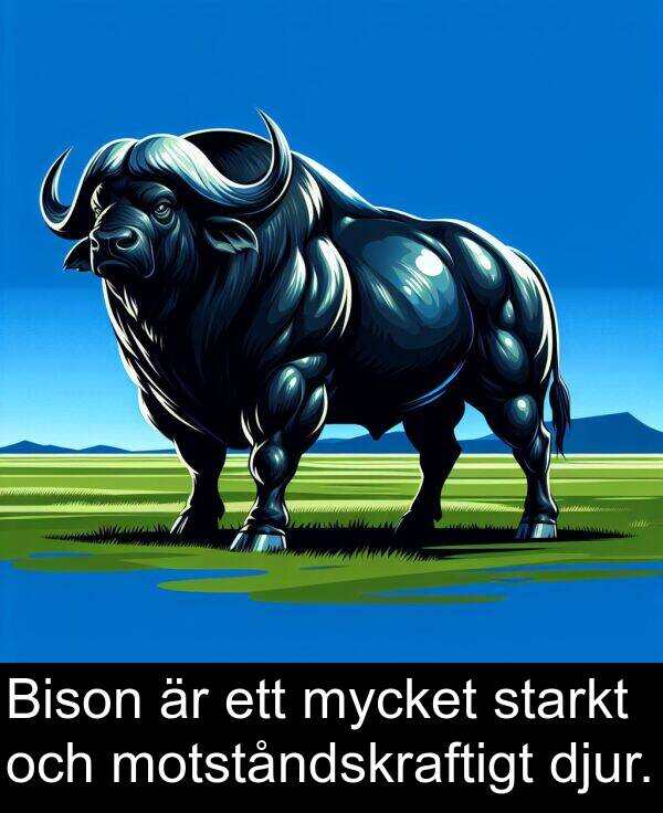 motståndskraftigt: Bison är ett mycket starkt och motståndskraftigt djur.