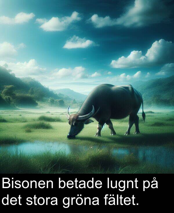 fältet: Bisonen betade lugnt på det stora gröna fältet.