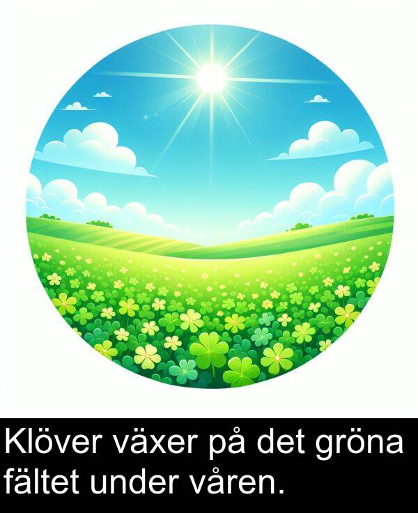 under: Klöver växer på det gröna fältet under våren.