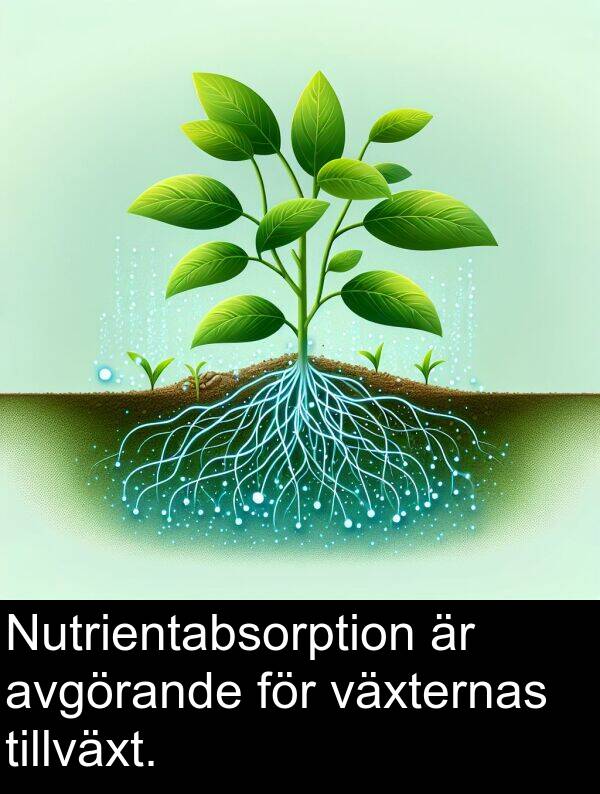 avgörande: Nutrientabsorption är avgörande för växternas tillväxt.