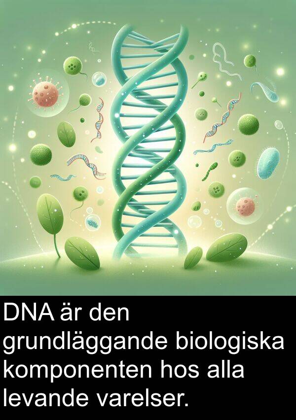 komponenten: DNA är den grundläggande biologiska komponenten hos alla levande varelser.