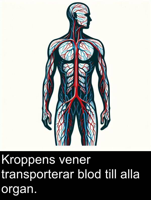 organ: Kroppens vener transporterar blod till alla organ.