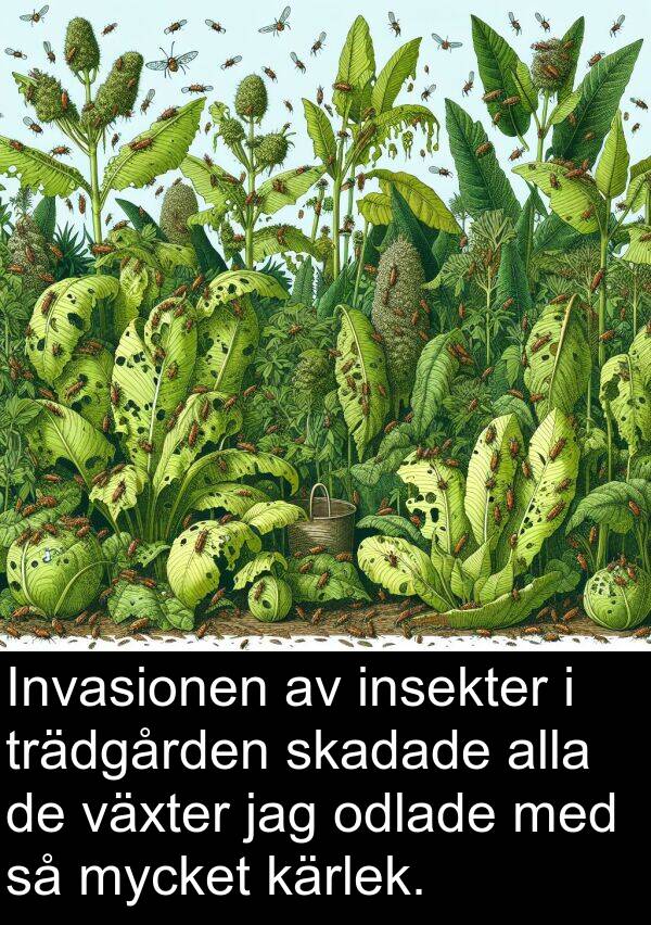 odlade: Invasionen av insekter i trädgården skadade alla de växter jag odlade med så mycket kärlek.