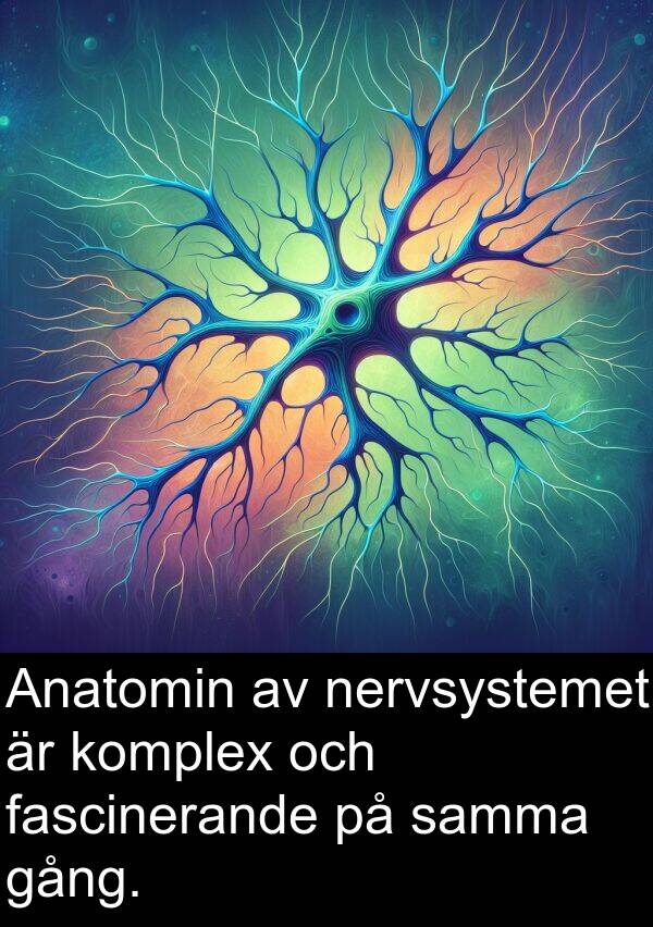 gång: Anatomin av nervsystemet är komplex och fascinerande på samma gång.