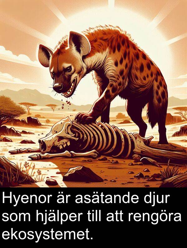 ekosystemet: Hyenor är asätande djur som hjälper till att rengöra ekosystemet.