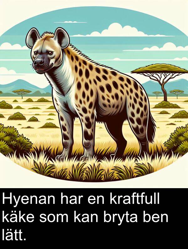 käke: Hyenan har en kraftfull käke som kan bryta ben lätt.