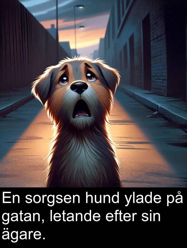 efter: En sorgsen hund ylade på gatan, letande efter sin ägare.