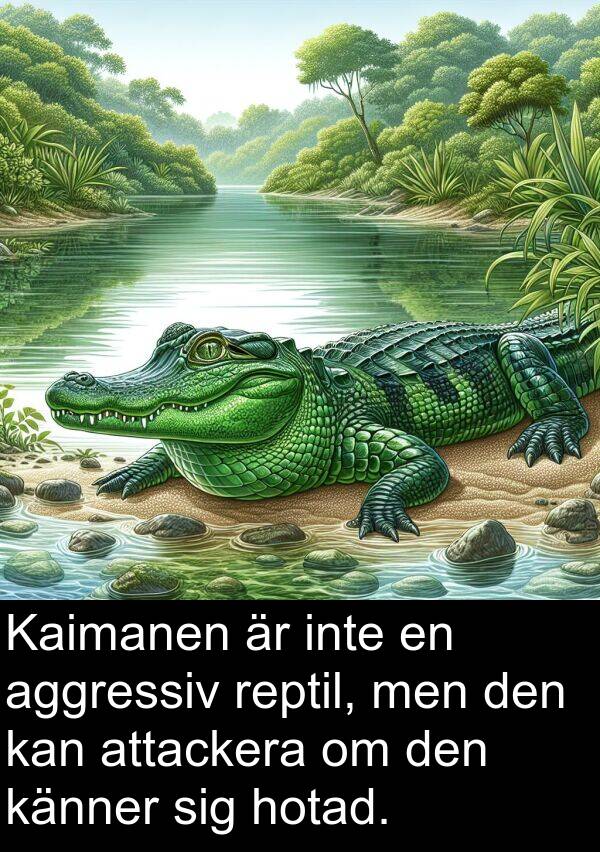 känner: Kaimanen är inte en aggressiv reptil, men den kan attackera om den känner sig hotad.