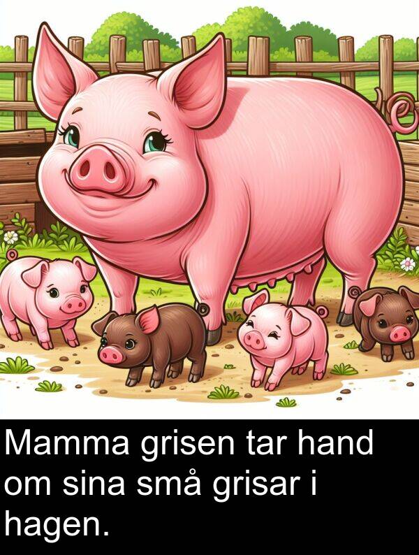 hagen: Mamma grisen tar hand om sina små grisar i hagen.