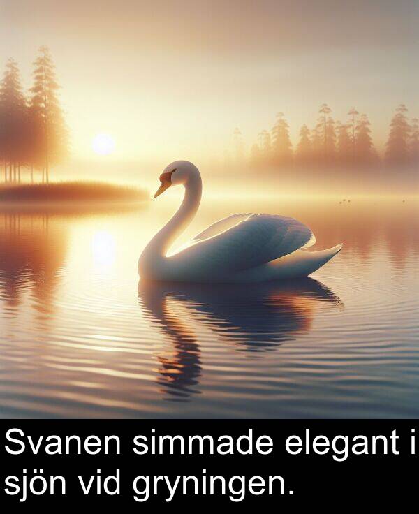 elegant: Svanen simmade elegant i sjön vid gryningen.