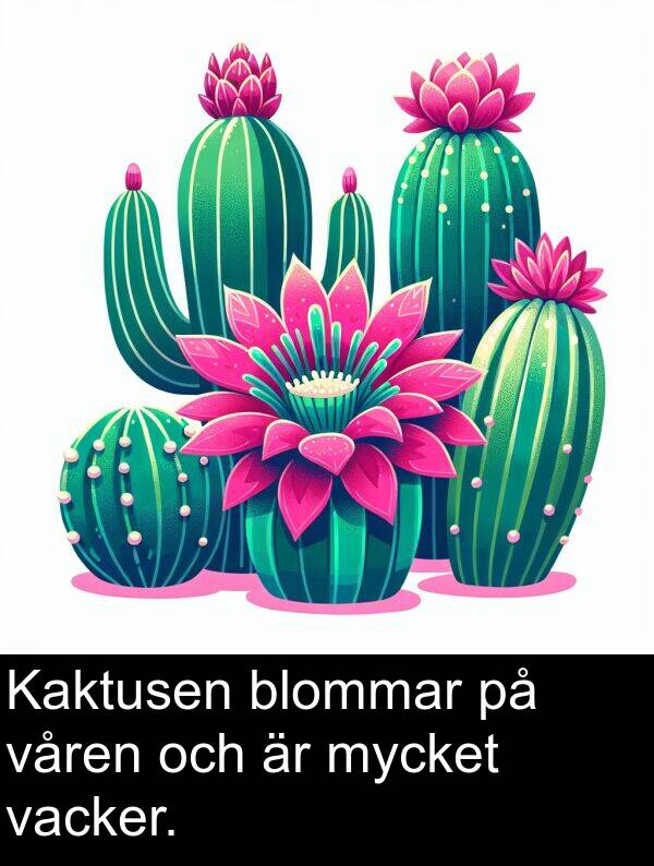 vacker: Kaktusen blommar på våren och är mycket vacker.