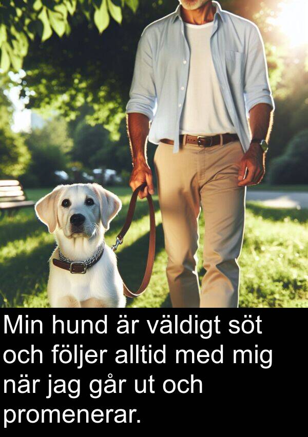 går: Min hund är väldigt söt och följer alltid med mig när jag går ut och promenerar.