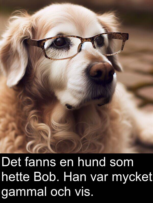 gammal: Det fanns en hund som hette Bob. Han var mycket gammal och vis.