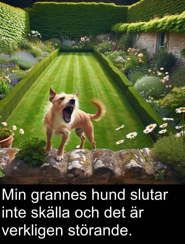 störande: Min grannes hund slutar inte skälla och det är verkligen störande.