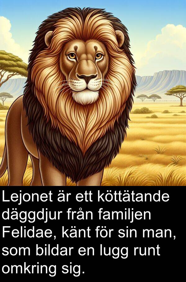 känt: Lejonet är ett köttätande däggdjur från familjen Felidae, känt för sin man, som bildar en lugg runt omkring sig.