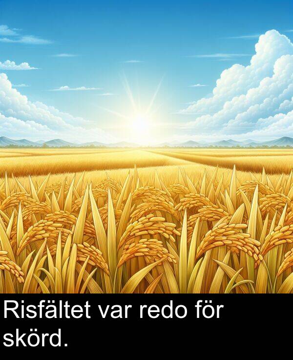 skörd: Risfältet var redo för skörd.