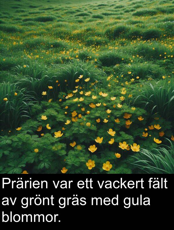 vackert: Prärien var ett vackert fält av grönt gräs med gula blommor.