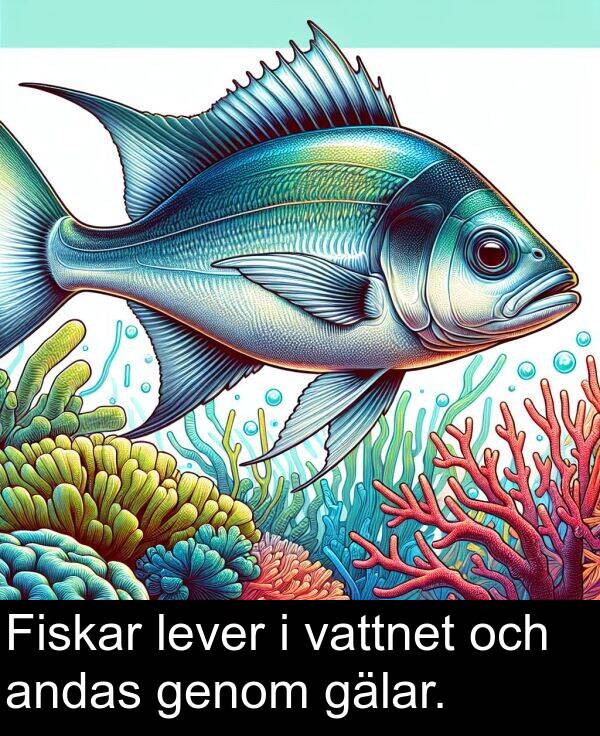 gälar: Fiskar lever i vattnet och andas genom gälar.