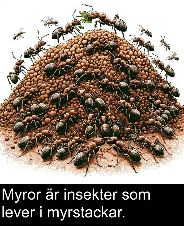 insekter: Myror är insekter som lever i myrstackar.