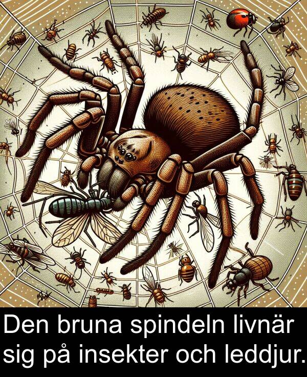 spindeln: Den bruna spindeln livnär sig på insekter och leddjur.