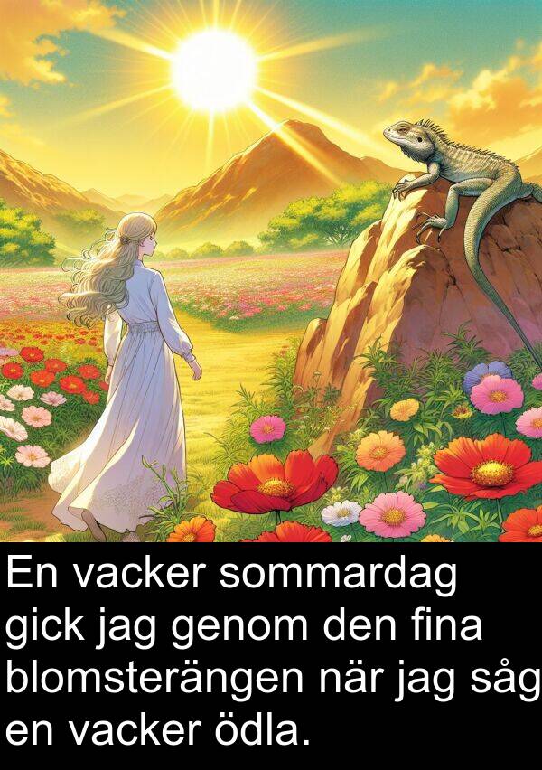 ödla: En vacker sommardag gick jag genom den fina blomsterängen när jag såg en vacker ödla.