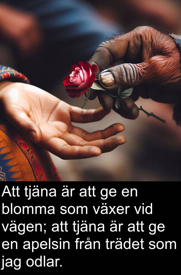 odlar: Att tjäna är att ge en blomma som växer vid vägen; att tjäna är att ge en apelsin från trädet som jag odlar.